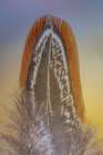 USA, Washington State, Seabeck. Ringneck pheasant feather close-up. Art Print